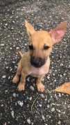 Cookies And Muffin  - Mixed Breed Dog