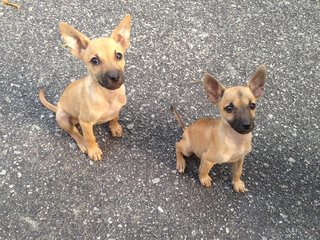 Cookies And Muffin  - Mixed Breed Dog