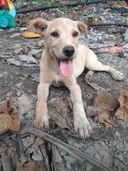 Rosemary Girl  - Mixed Breed Dog