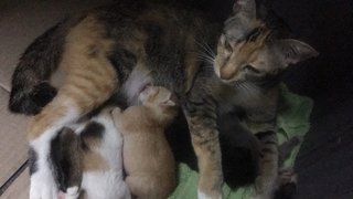 Mom & kittens