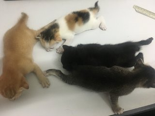 Kittens