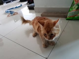 Urgent!! Rescued Persian Cat Iroh - Persian Cat