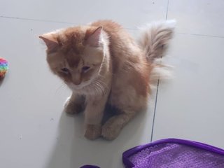 Urgent!! Rescued Persian Cat Iroh - Persian Cat