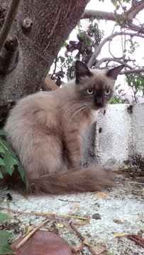 Siamese  - Siamese + Domestic Long Hair Cat