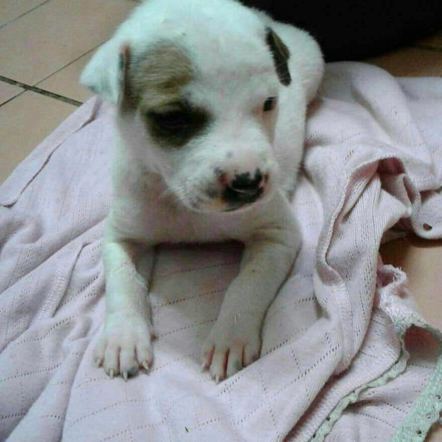 Choco Baby - Mixed Breed Dog