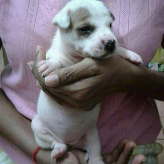 Choco Baby - Mixed Breed Dog