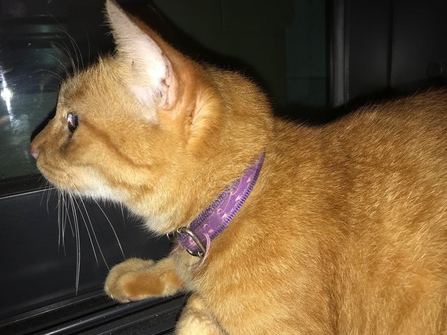 Ginger/yellow Cat Found At Desa Parkcity - Domestic Short Hair Cat