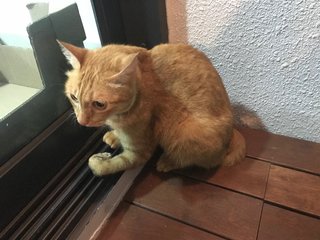 Ginger/yellow Cat Found At Desa Parkcity - Domestic Short Hair Cat