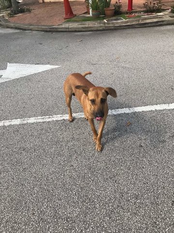 Healthy Gentle Abandoned / Lost Dog - Xoloitzcuintle/Mexican Hairless Dog