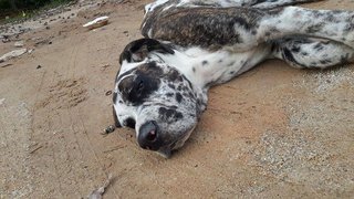 Scooby Doo - Great Dane Dog