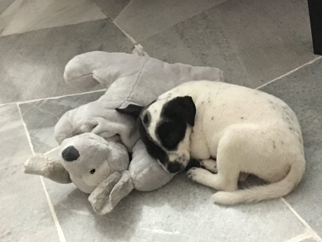 Puppy - Dalmatian Mix Dog