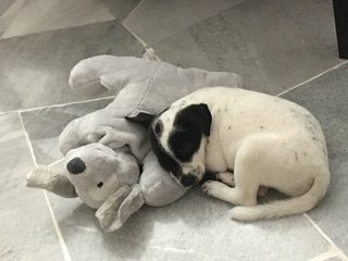 Sleeping with his plush toy 