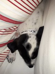 Puppy - Dalmatian Mix Dog