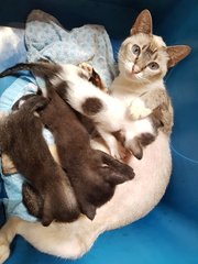 Mother cat and her 3 kittens