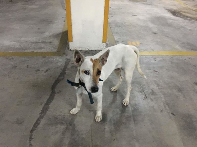 Mbpj Tag No Ac0331 - Found Female Dog - Mixed Breed Dog