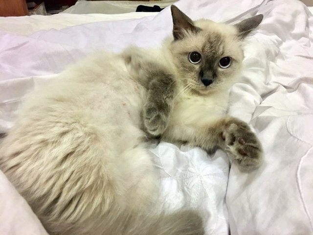 Meghan - Ragdoll + Siamese Cat