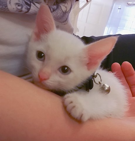 Marshmallow Fluff - Domestic Short Hair Cat