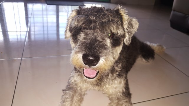 Mini Schnauzer  - Schnauzer Dog