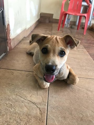 Cheezy - Mixed Breed Dog