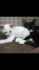 Toro And Huro - American Shorthair Cat