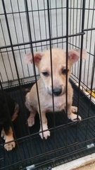 3 Little Princess - Mixed Breed Dog