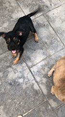 3 Little Princess - Mixed Breed Dog
