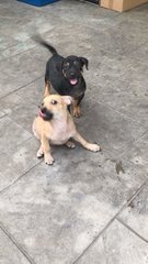 3 Little Princess - Mixed Breed Dog