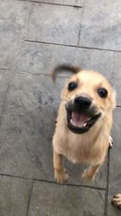 3 Little Princess - Mixed Breed Dog