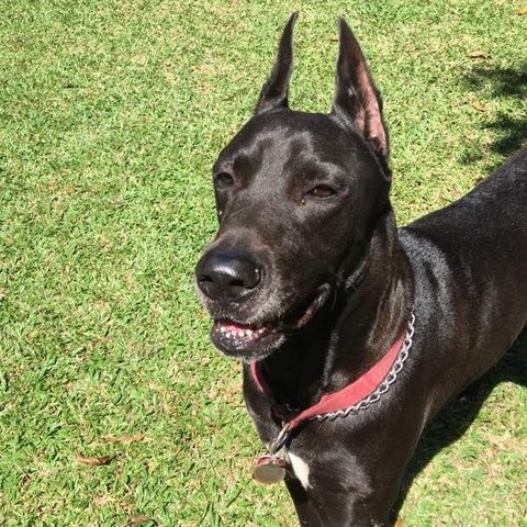 Duke - Great Dane Dog