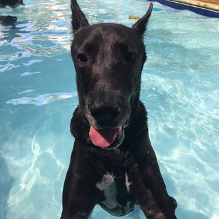 Duke in the pool