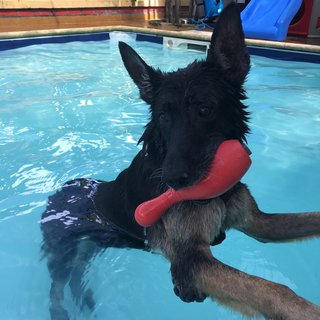 Cody in the pool