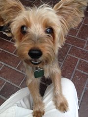 Smartie - Silky Terrier Dog