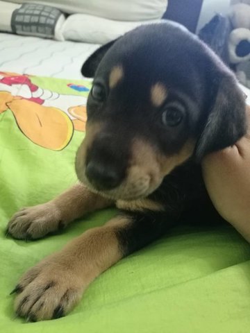 Kopi Sibling Of Milo Here Till 27 May - Mixed Breed Dog