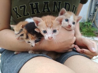 Our siblings are adopted, how about us? Meow