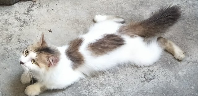 Fluffy - Domestic Long Hair Cat