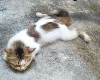 Fluffy - Domestic Long Hair Cat