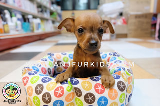 Adorable Male Brown1 Mini Pinscher  - Miniature Pinscher Dog