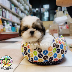 Quality Female Shich Tzu Puppies - Shih Tzu Dog