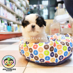 Quality Female Shich Tzu Puppies - Shih Tzu Dog