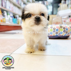 Quality Female Shich Tzu Puppies - Shih Tzu Dog