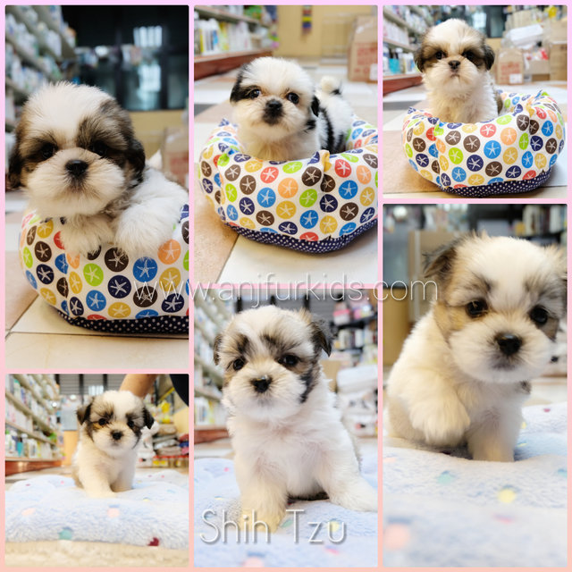 Quality Female Shich Tzu Puppies - Shih Tzu Dog