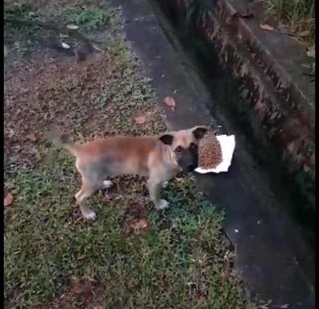 Pencil - Mixed Breed Dog