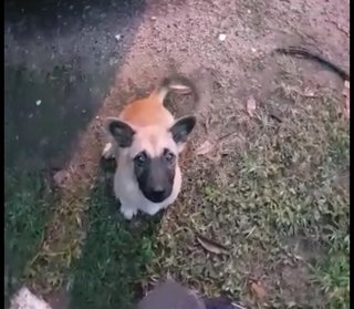 Pencil - Mixed Breed Dog