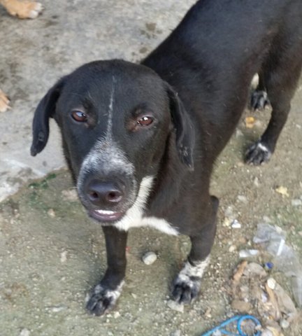 Labrador Mix - Labrador Retriever Dog