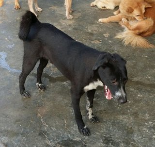 Labrador Mix - Labrador Retriever Dog