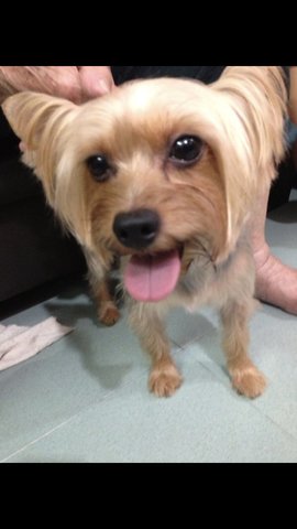 Silky Boy - Silky Terrier Dog