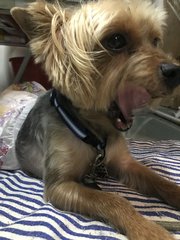 Silky Boy - Silky Terrier Dog