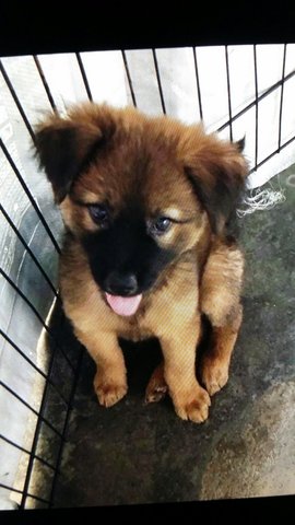 Lola - Labrador Retriever Mix Dog