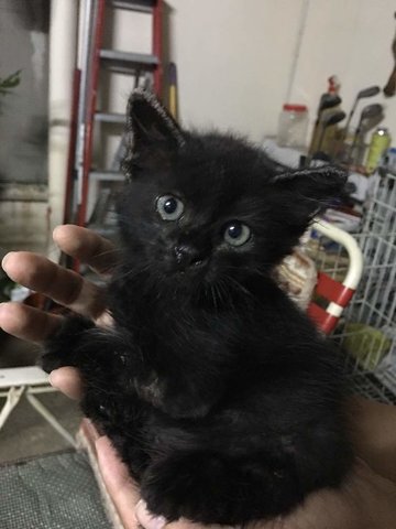 Wakanda  - Bobtail + Domestic Long Hair Cat