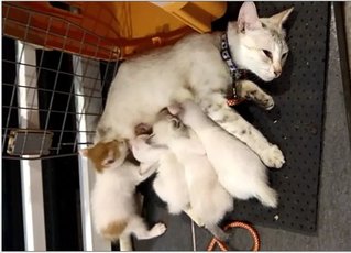 Group Of 4 : White Fur Blue Eyes - Domestic Short Hair Cat